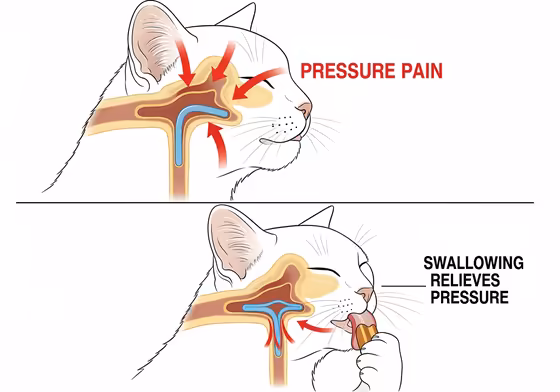 A diagram explaining how pressure changes on a plane affect a cat's ears and how swallowing a treat helps relieve the pressure.